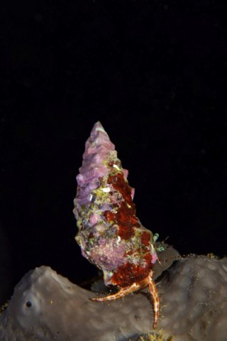 callelongue_8464 ok - copie 2taille600